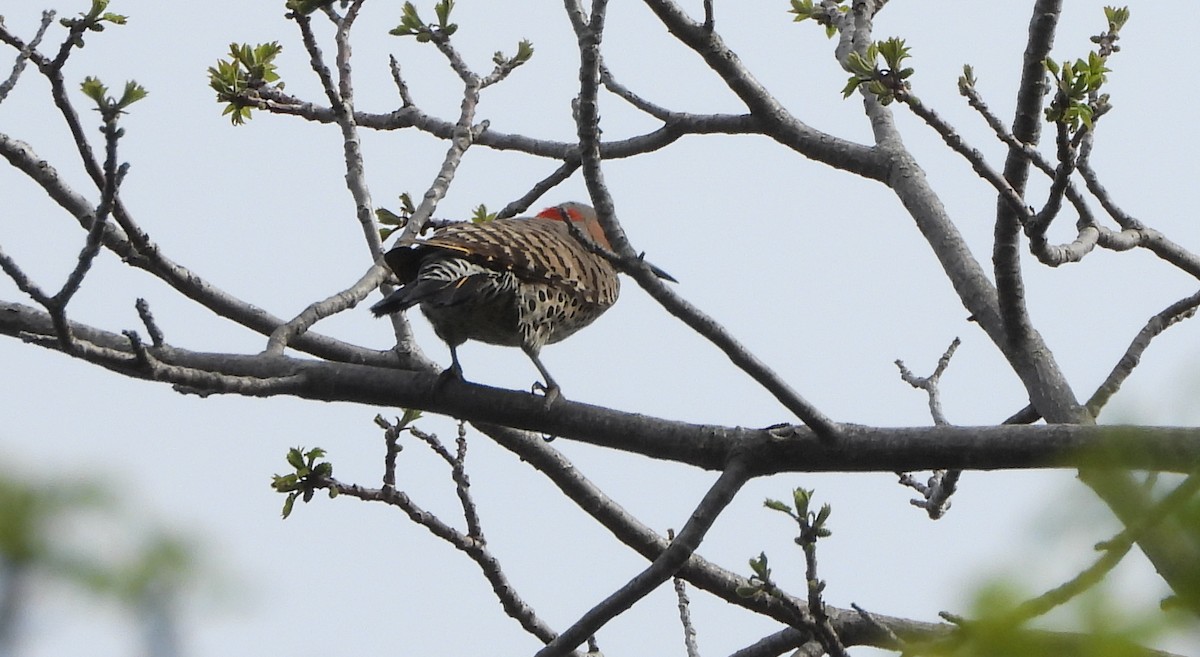 Northern Flicker - Annette Daughdrill