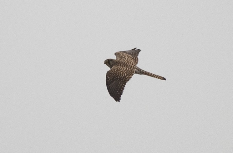 Eurasian Kestrel - ML618258663