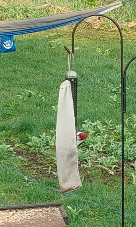 Red-headed Woodpecker - Brent Musser