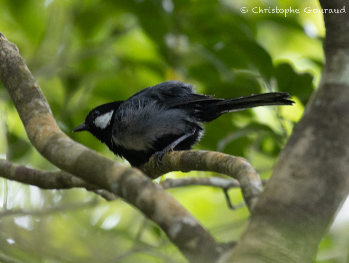 Japanese Tit (Ishigaki) - Christophe Gouraud