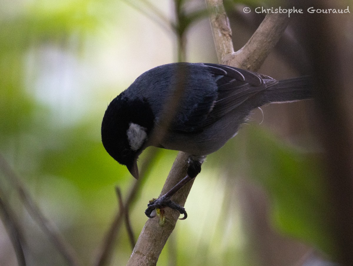 Japanese Tit (Ishigaki) - ML618258696