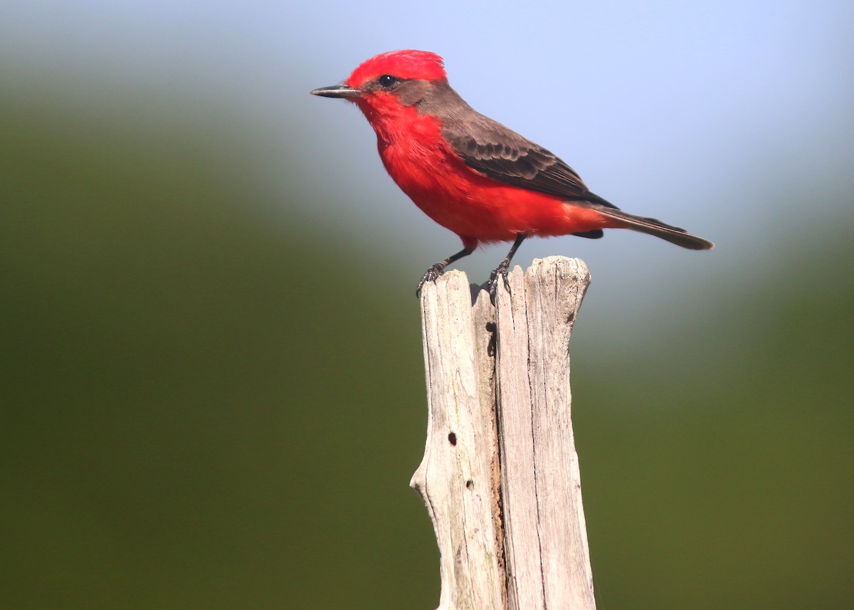 Vermilion Flycatcher - Jared Clarke