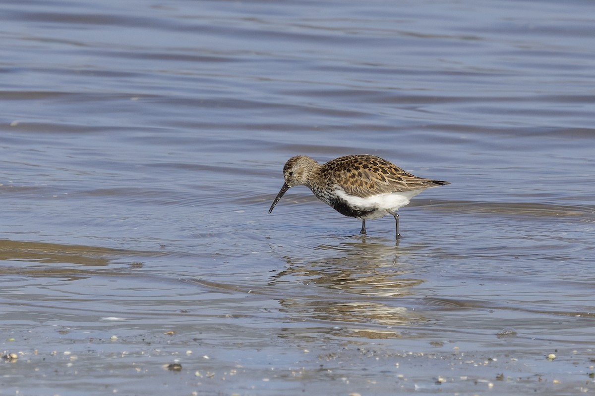 Dunlin - Delfin Gonzalez