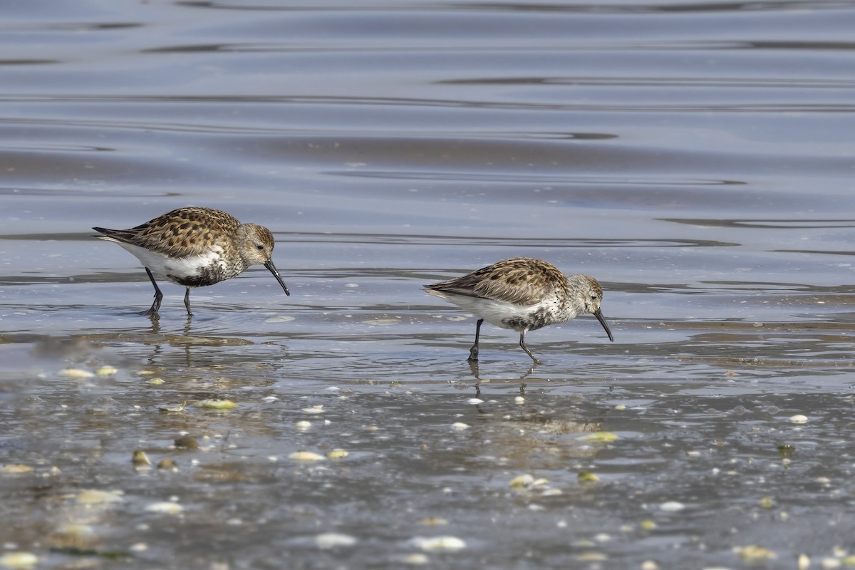 Dunlin - Delfin Gonzalez