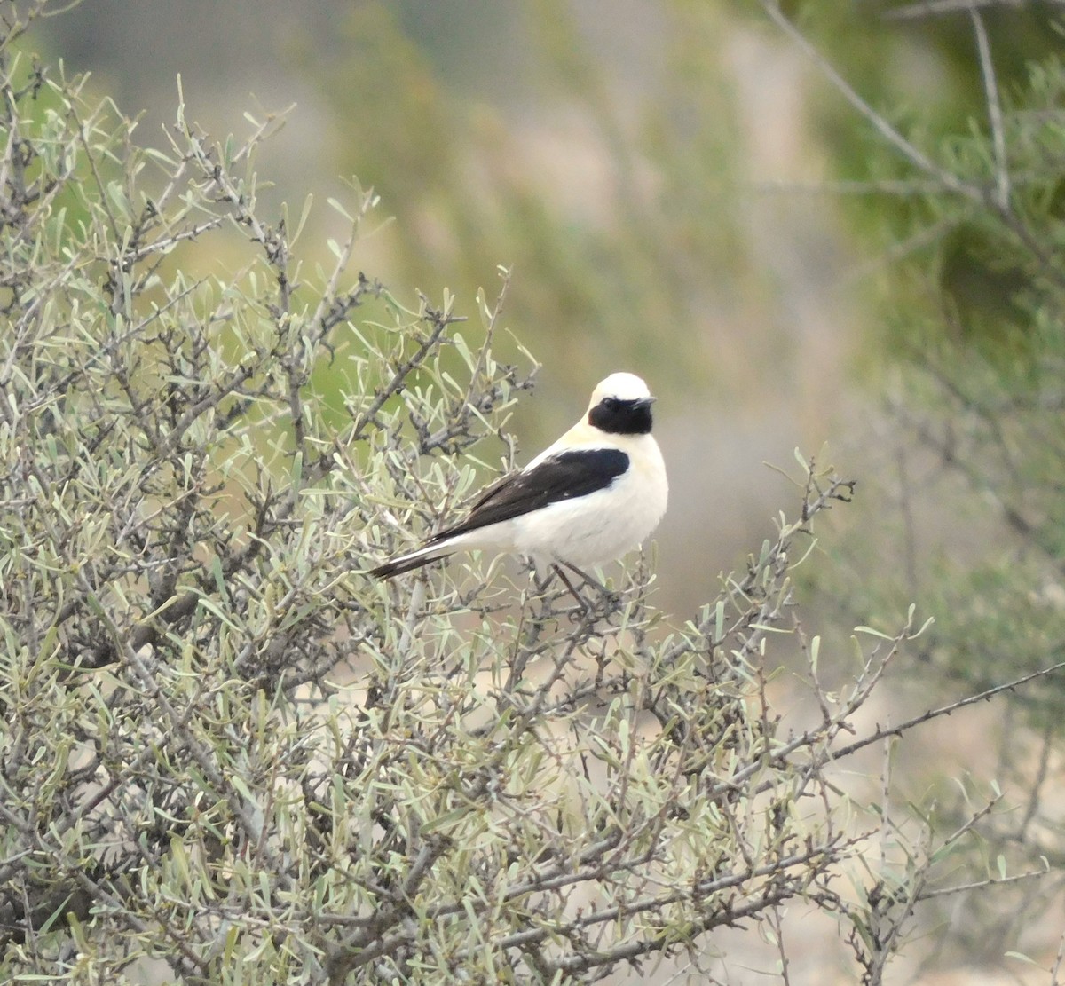 Western Black-eared Wheatear - José Juan Ramon