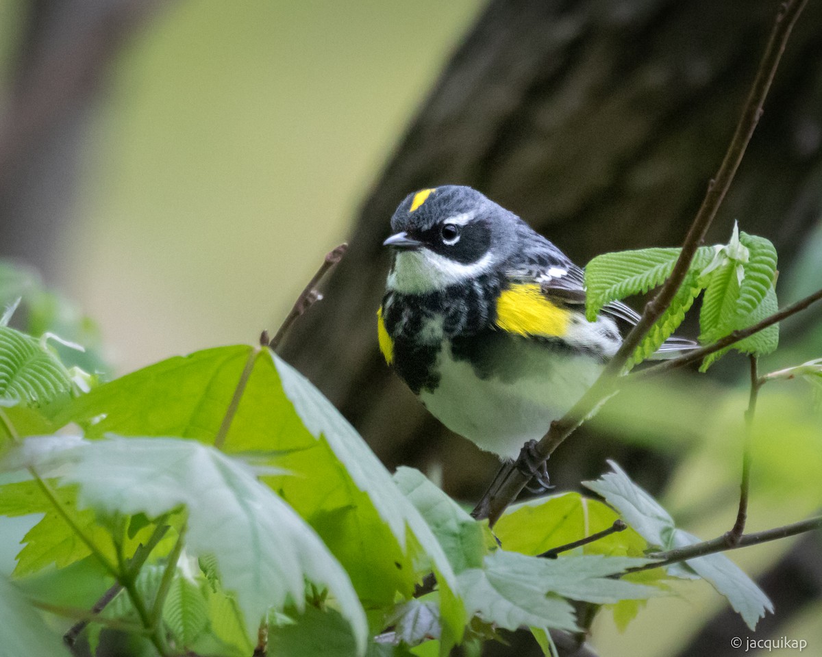 Yellow-rumped Warbler - Jacqui Kaplan