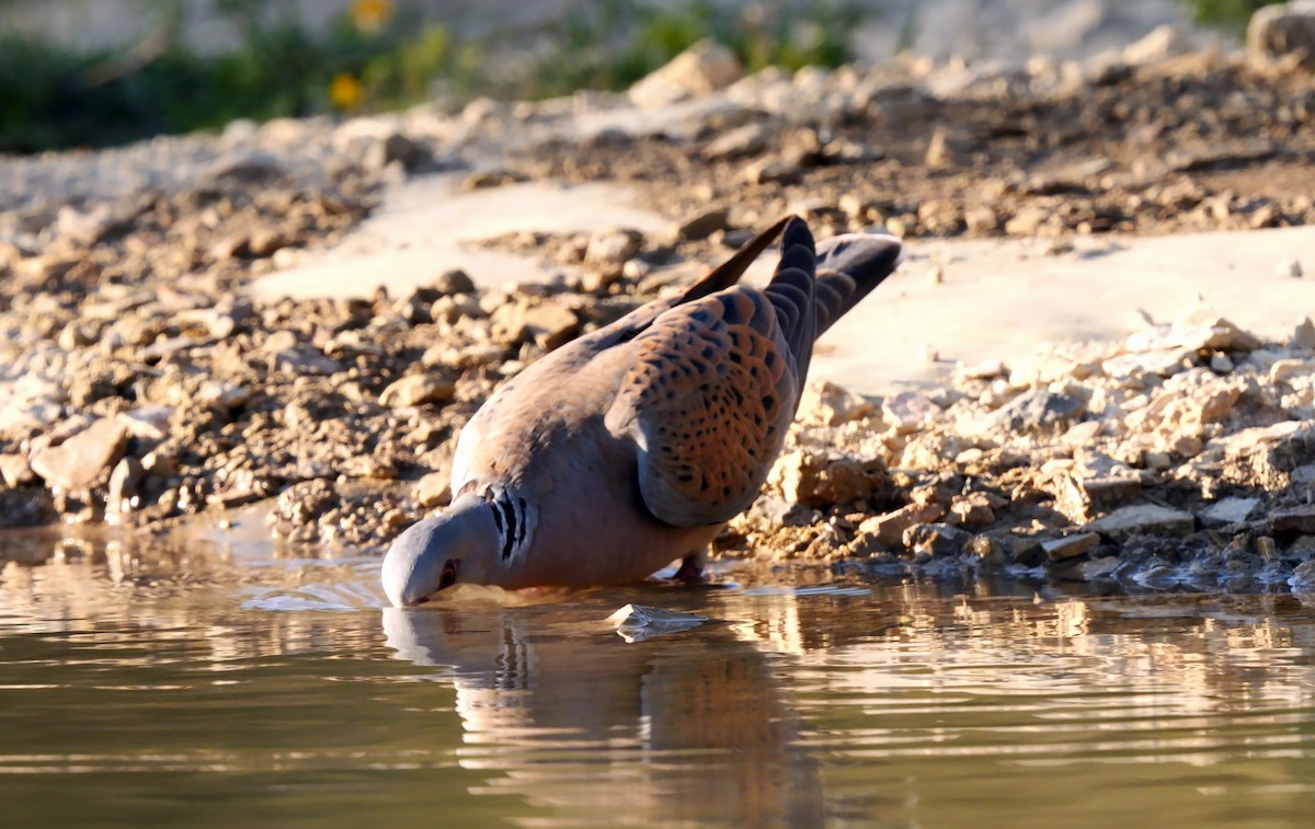 European Turtle-Dove - Josep del Hoyo