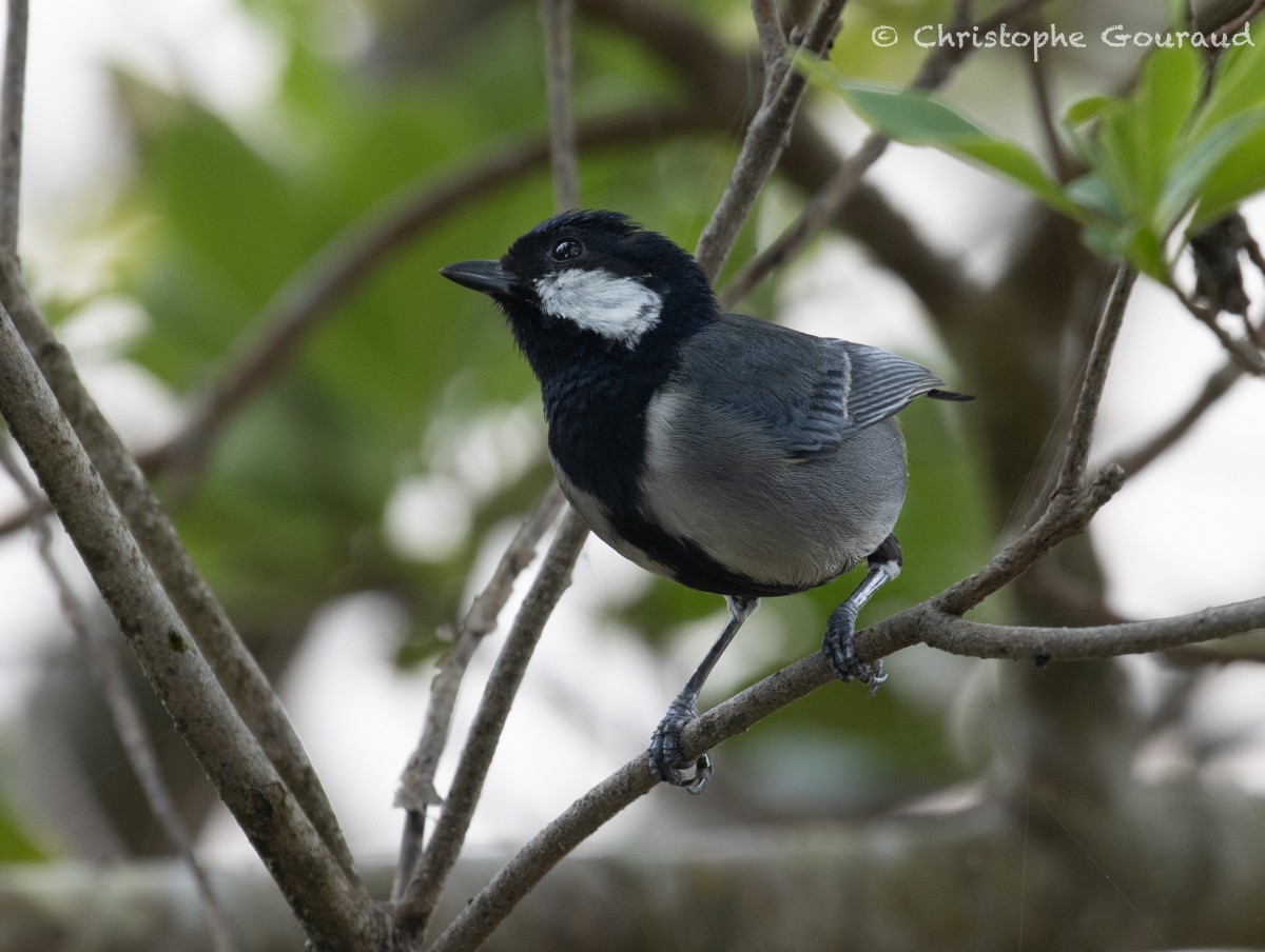 Japanese Tit (Ishigaki) - Christophe Gouraud