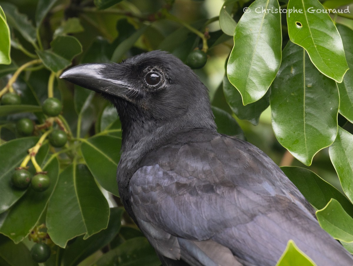 Large-billed Crow (Large-billed) - Christophe Gouraud