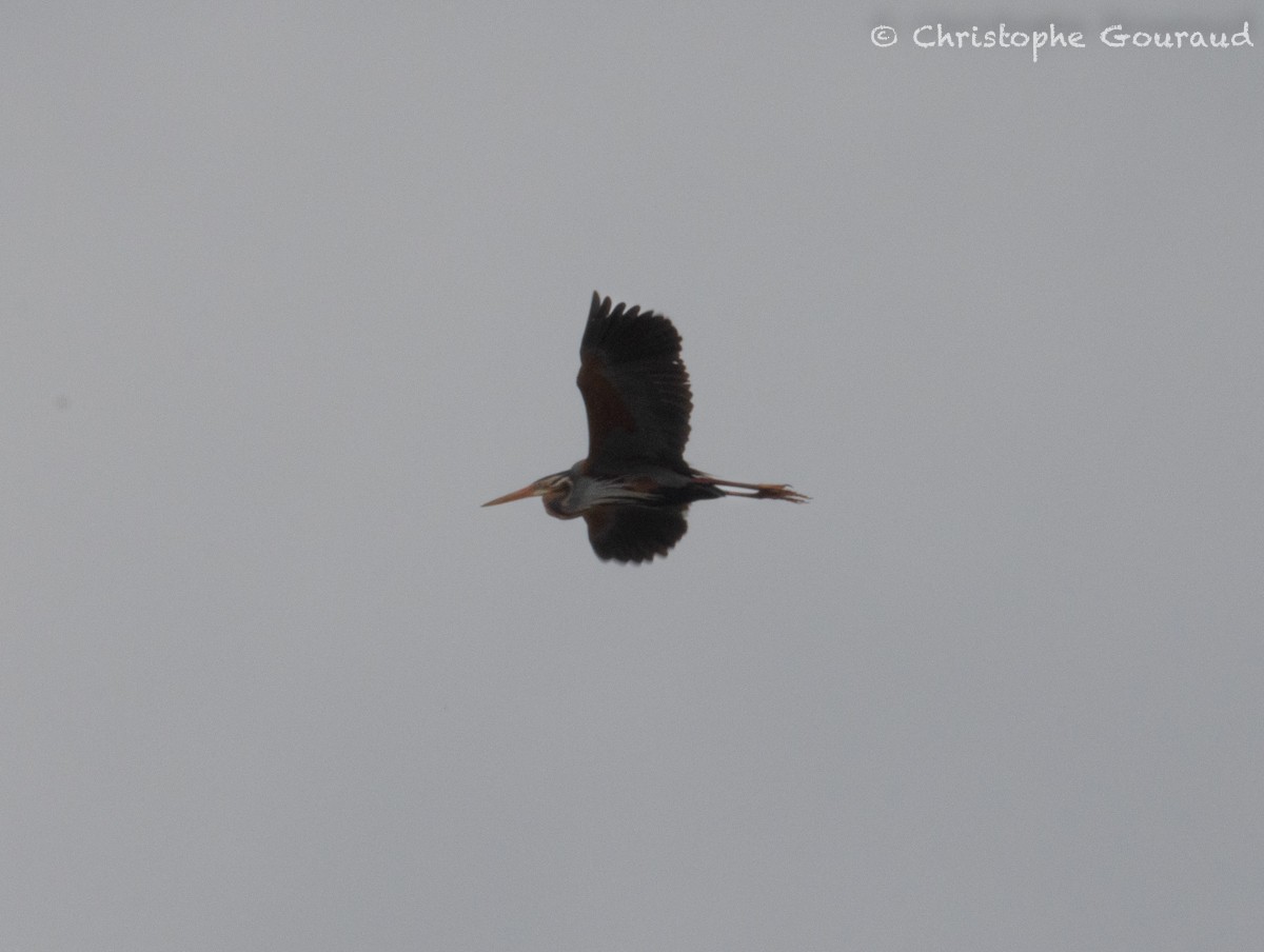 Purple Heron - Christophe Gouraud