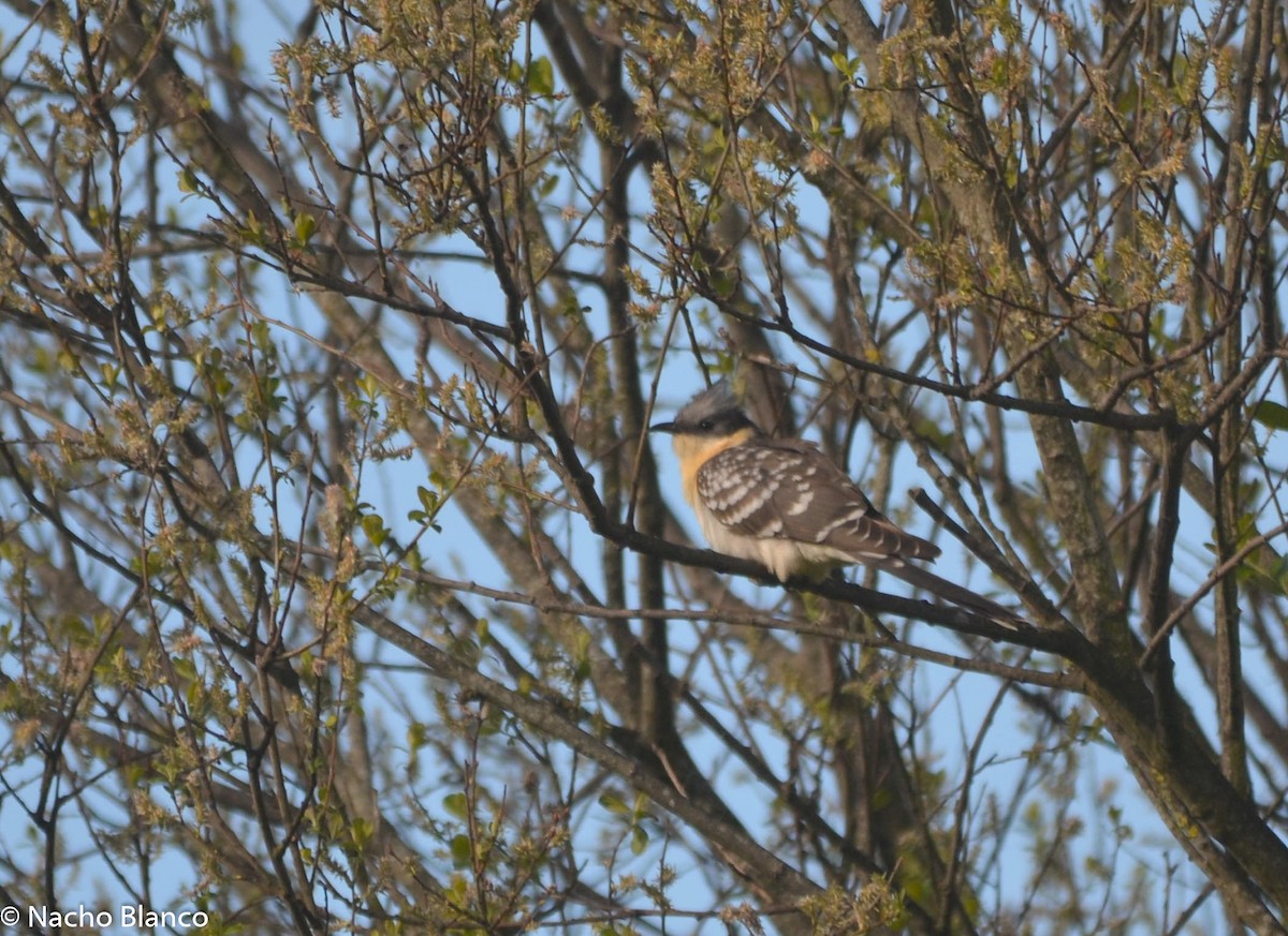 Great Spotted Cuckoo - Ignacio Blanco Menéndez