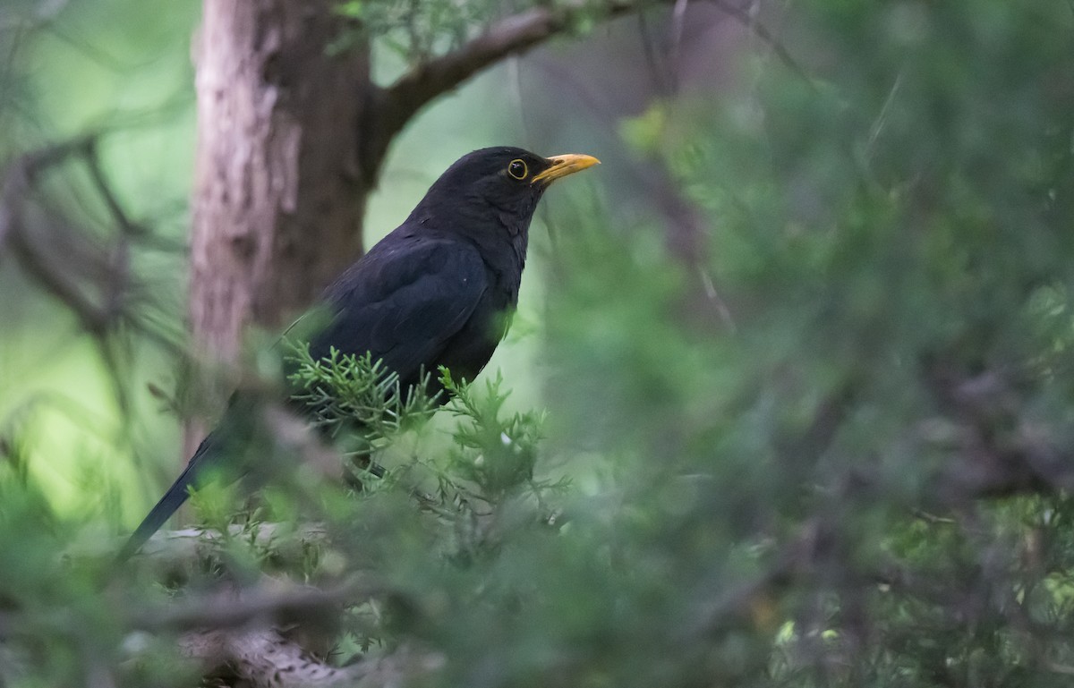 Chinese Blackbird - Dong Yan