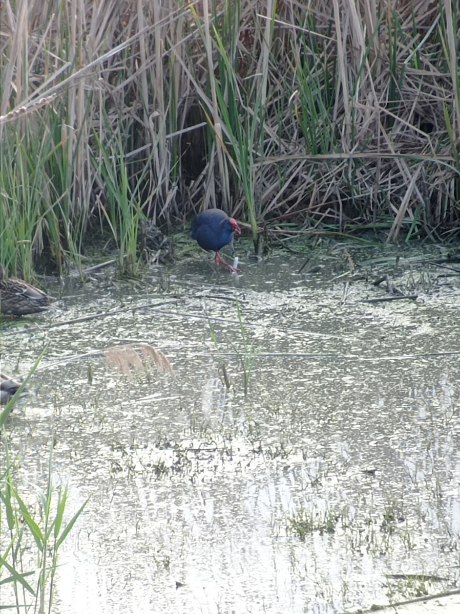 Western Swamphen - ML618258768