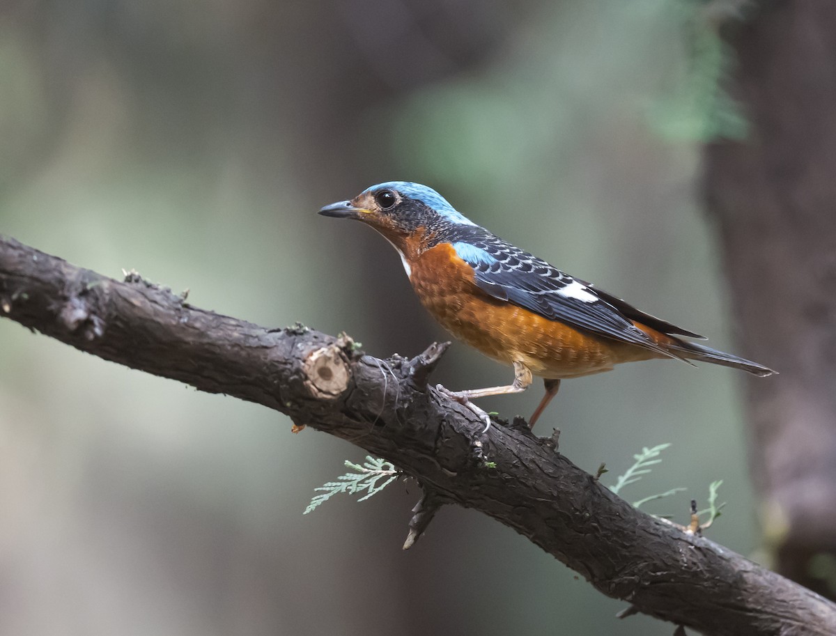 White-throated Rock-Thrush - ML618258780