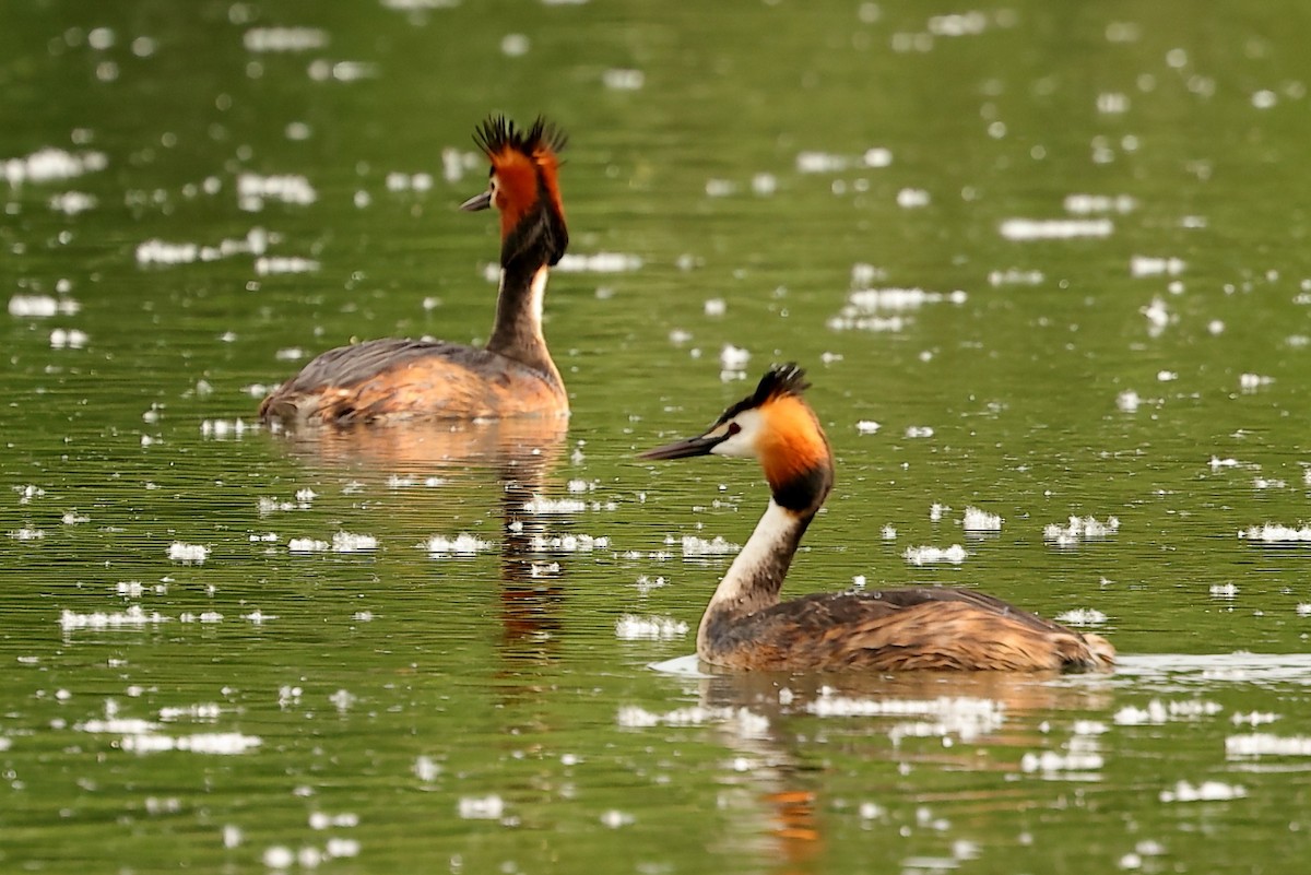 Great Crested Grebe - JUAN CARLOS HEREDERO LAZARO