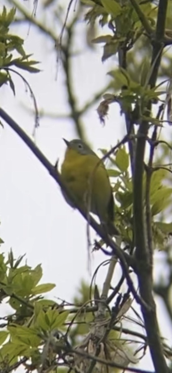 Nashville Warbler - ML618258842