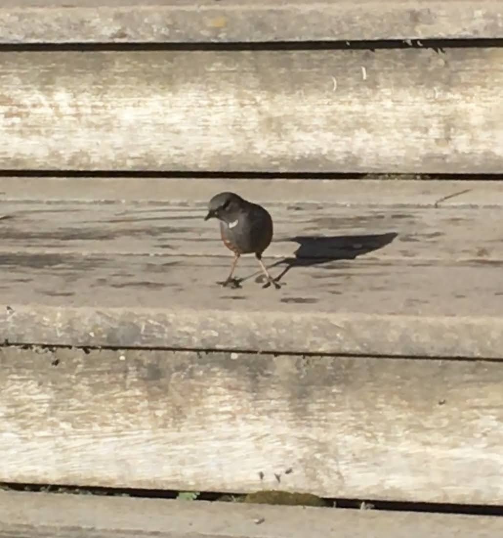 Alpine Accentor - 少亭 郭