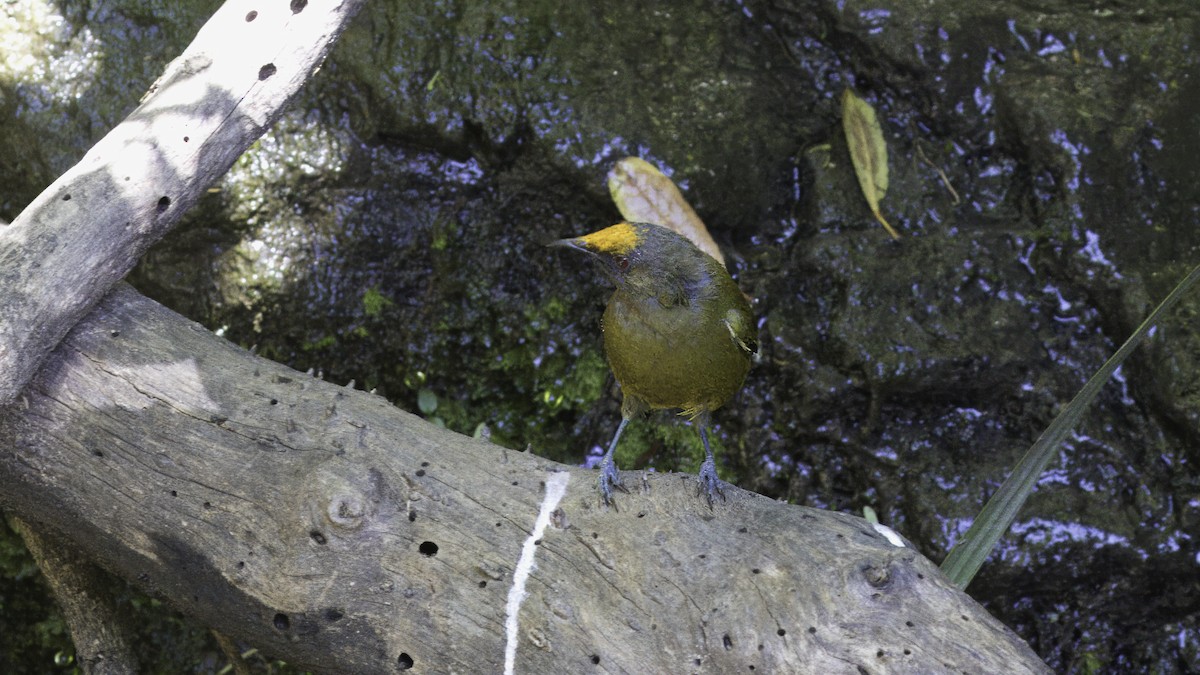 New Zealand Bellbird - Markus Craig