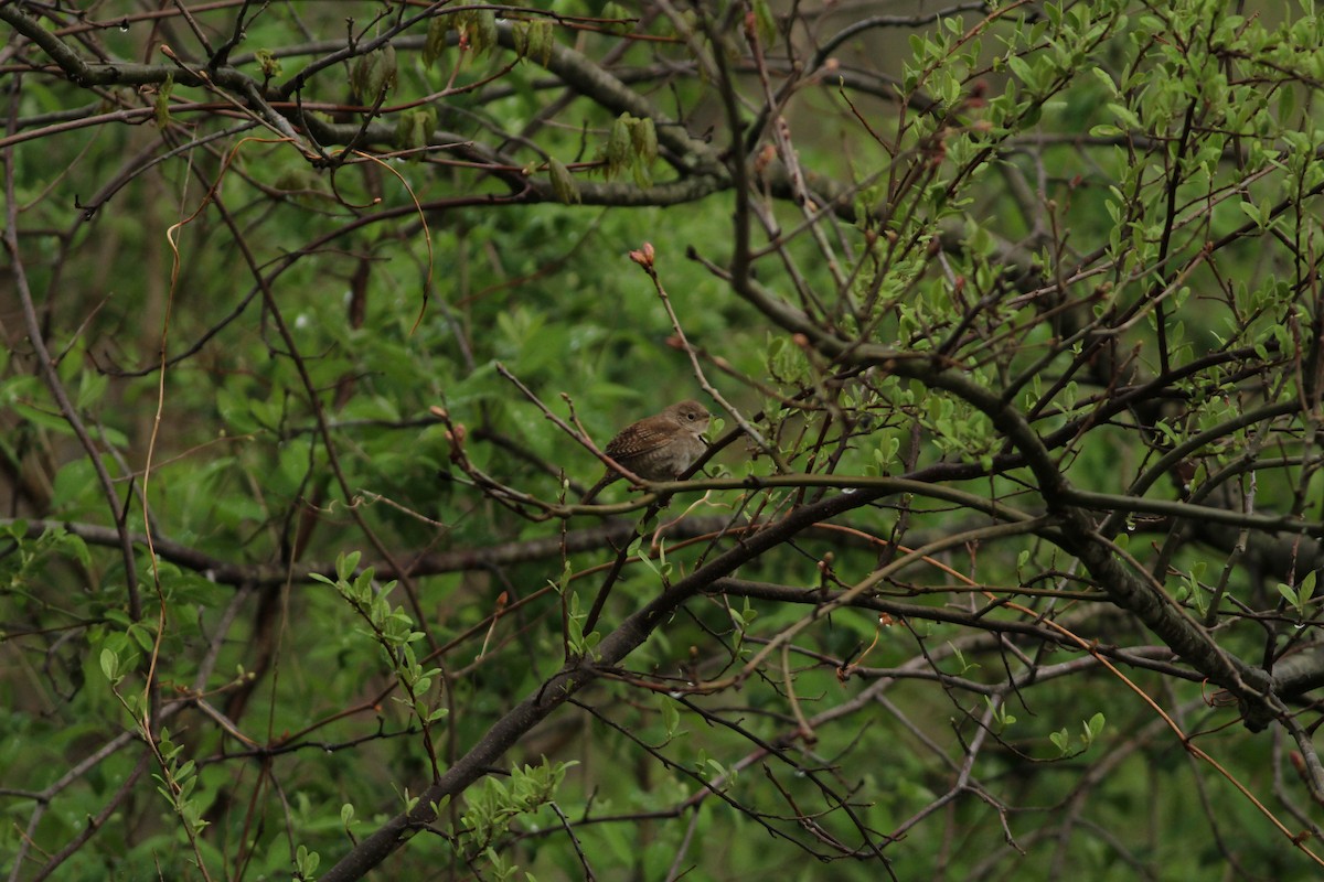 House Wren - Grant Van Horn