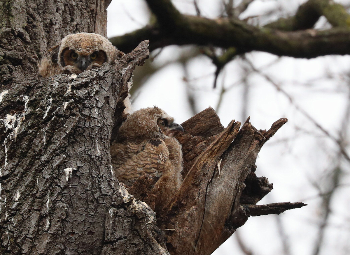 Great Horned Owl - Grace Green