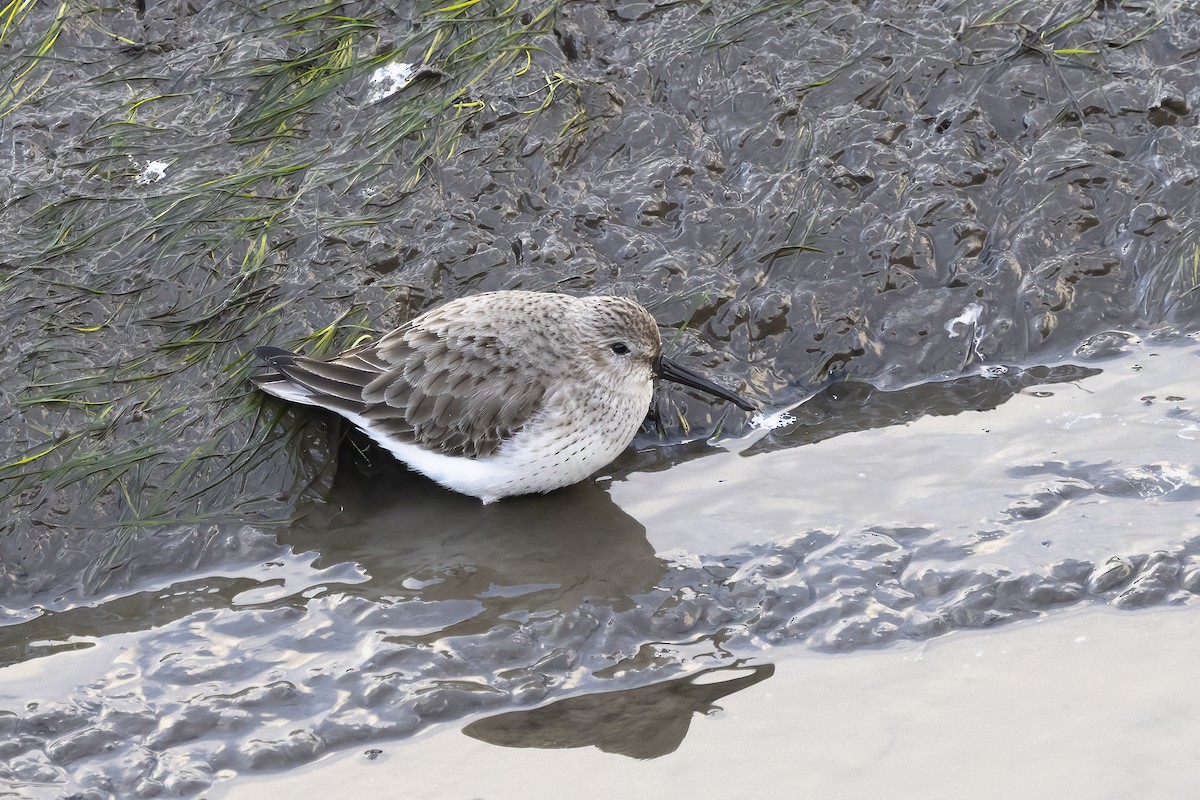 Dunlin - Delfin Gonzalez