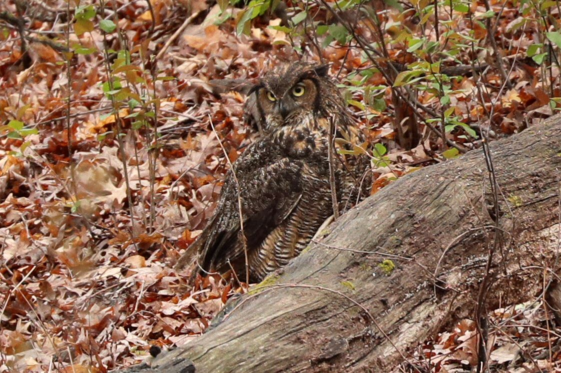 Great Horned Owl - Grace Green