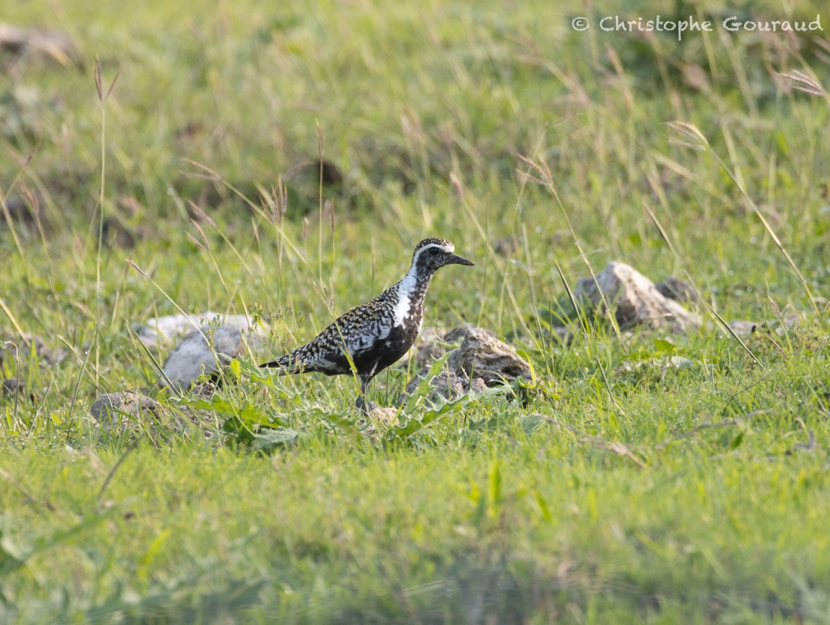 Pacific Golden-Plover - Christophe Gouraud