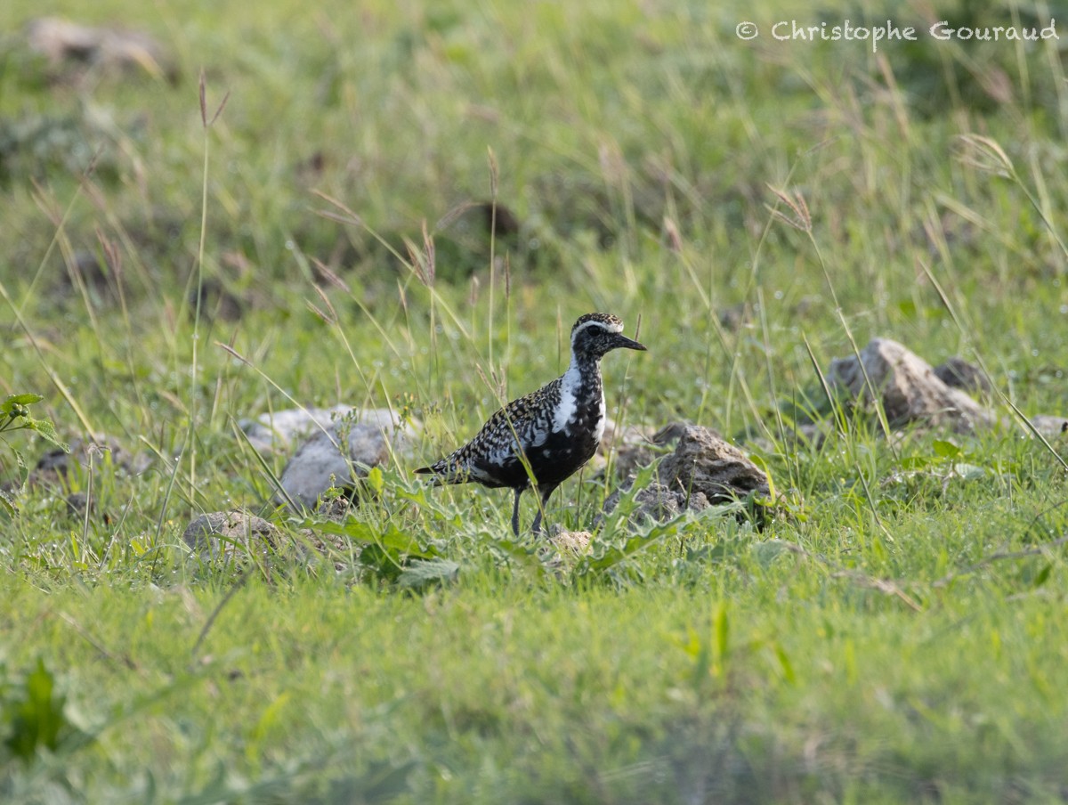 Pacific Golden-Plover - Christophe Gouraud