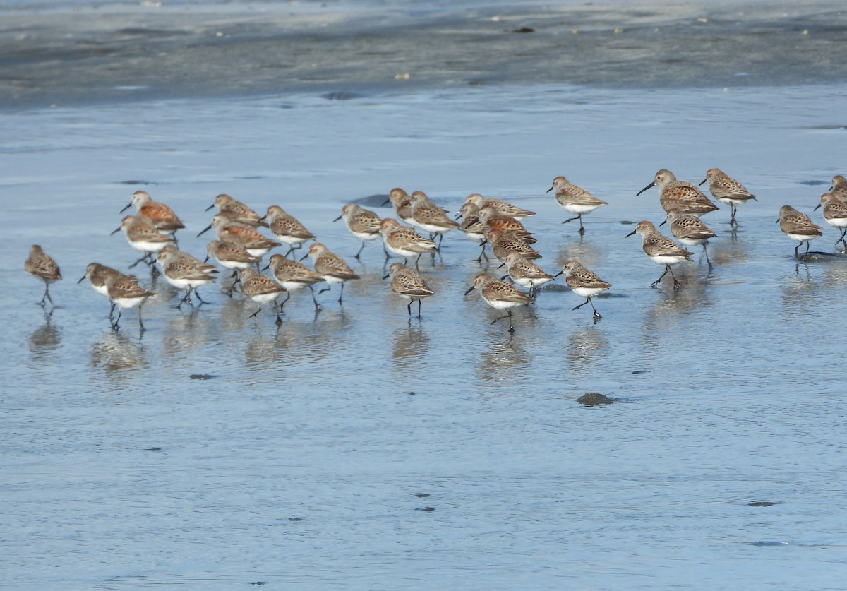 Western Sandpiper - Paul Lewis