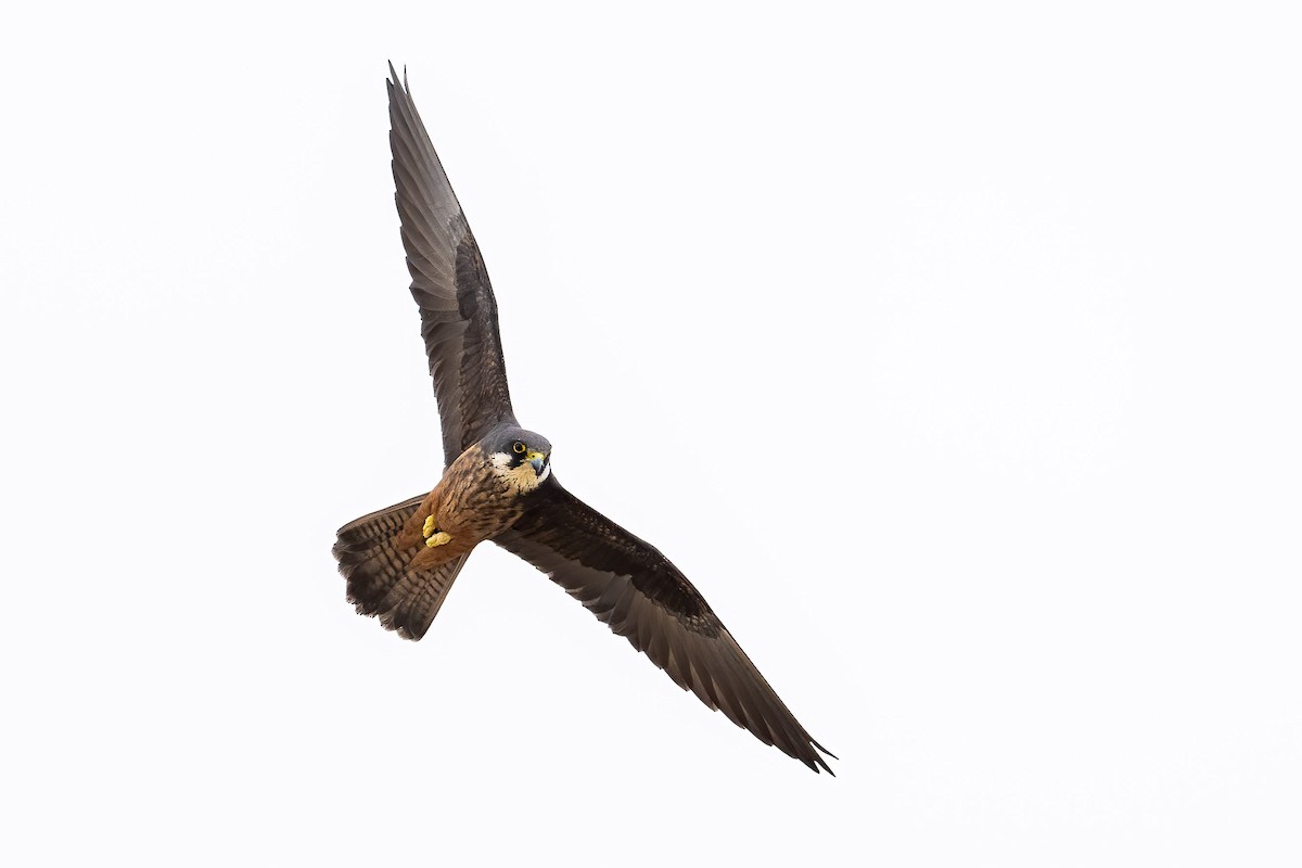 Eleonora's Falcon - ML618258929