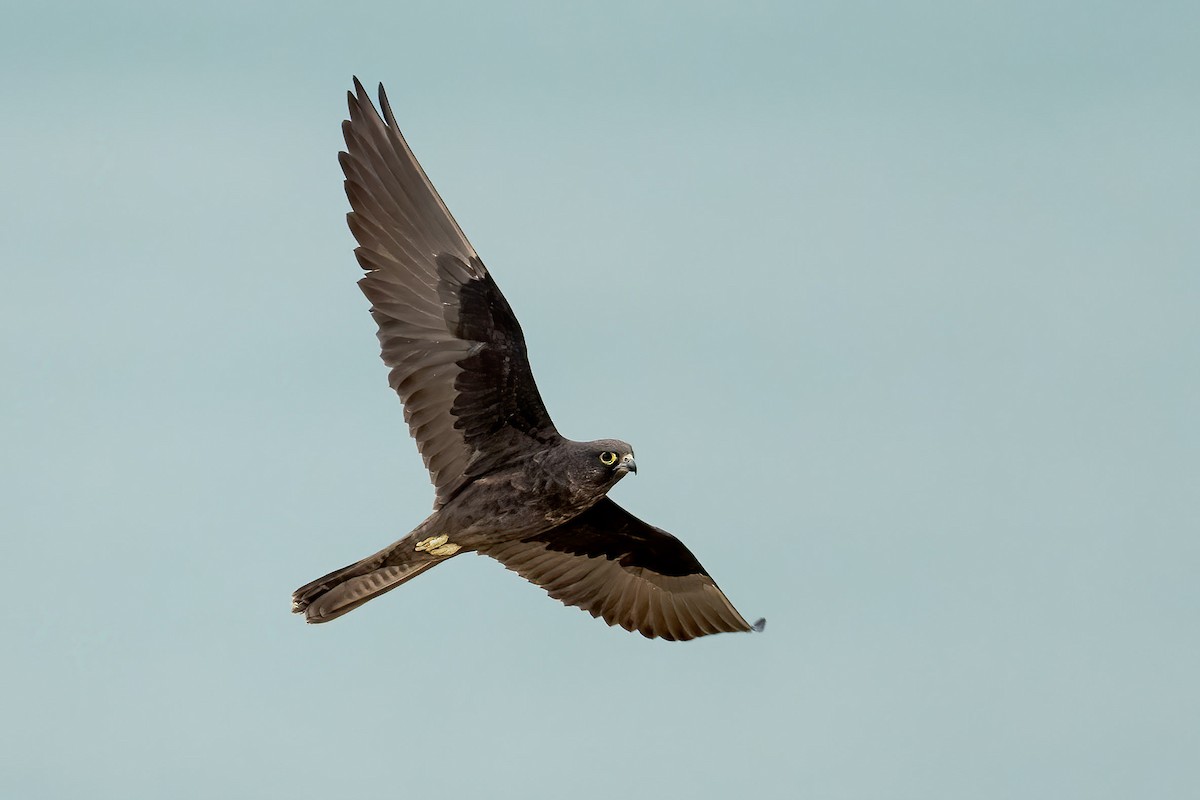 Eleonora's Falcon - Lukasz Haluch