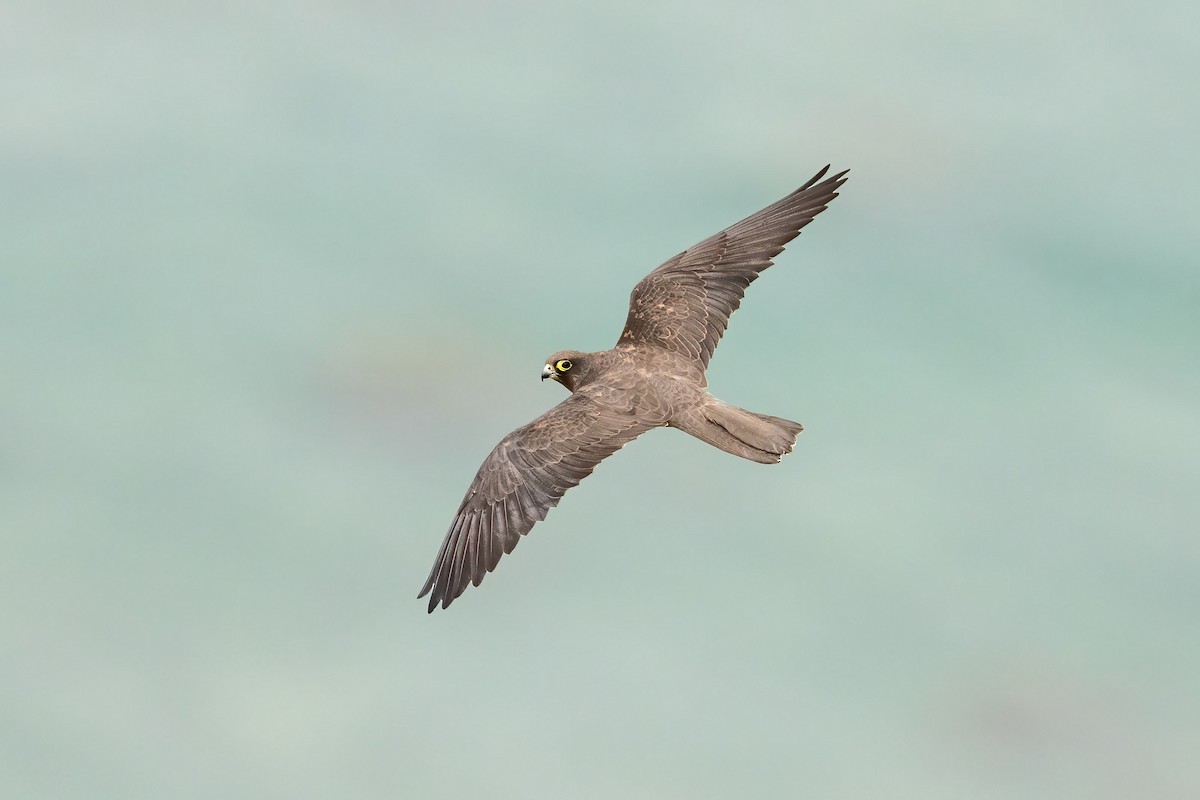 Eleonora's Falcon - Lukasz Haluch