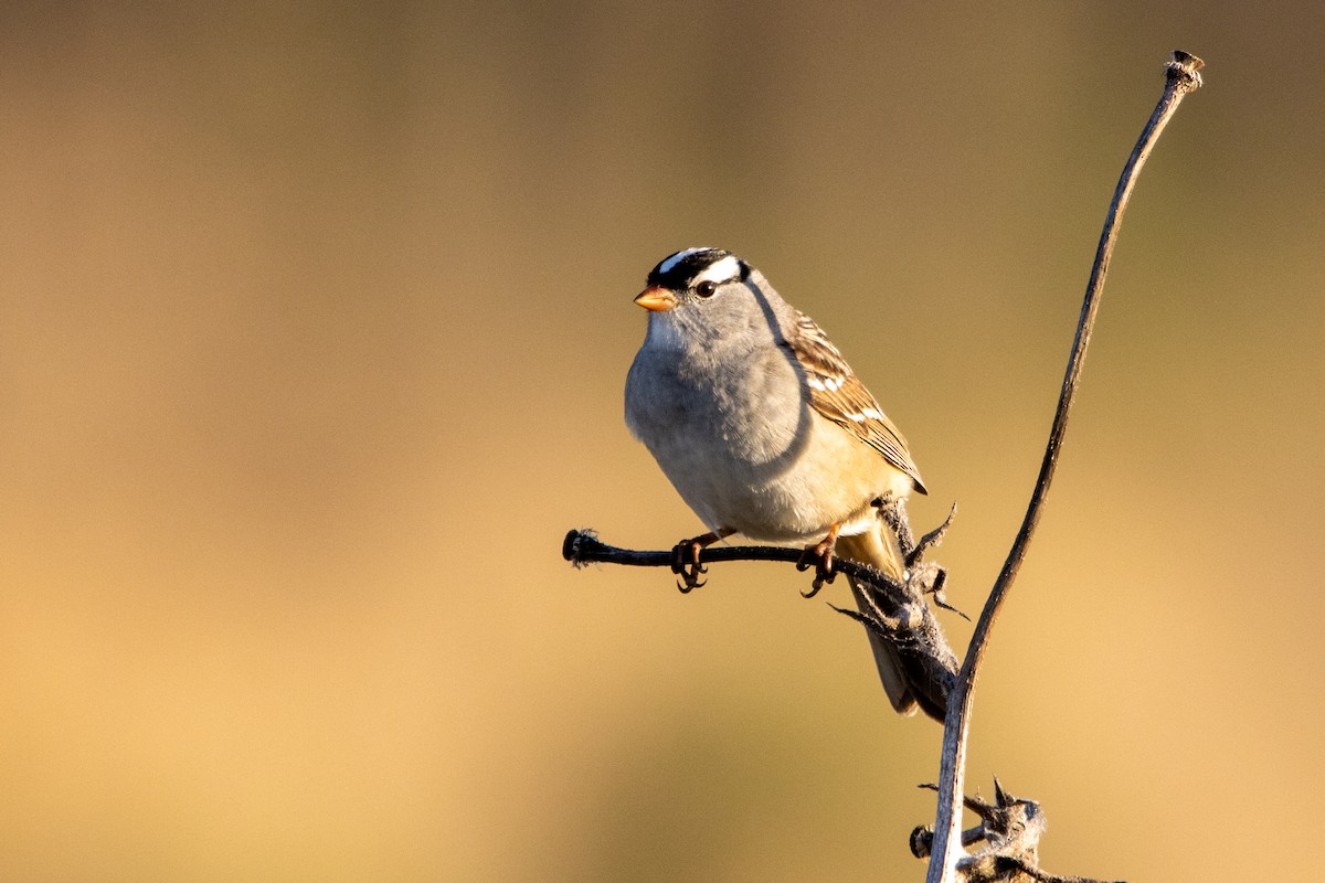 White-crowned Sparrow - Denis DuBois