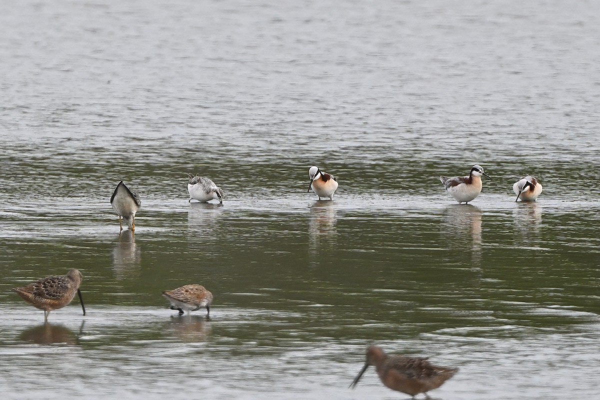 Wilson's Phalarope - ML618258942