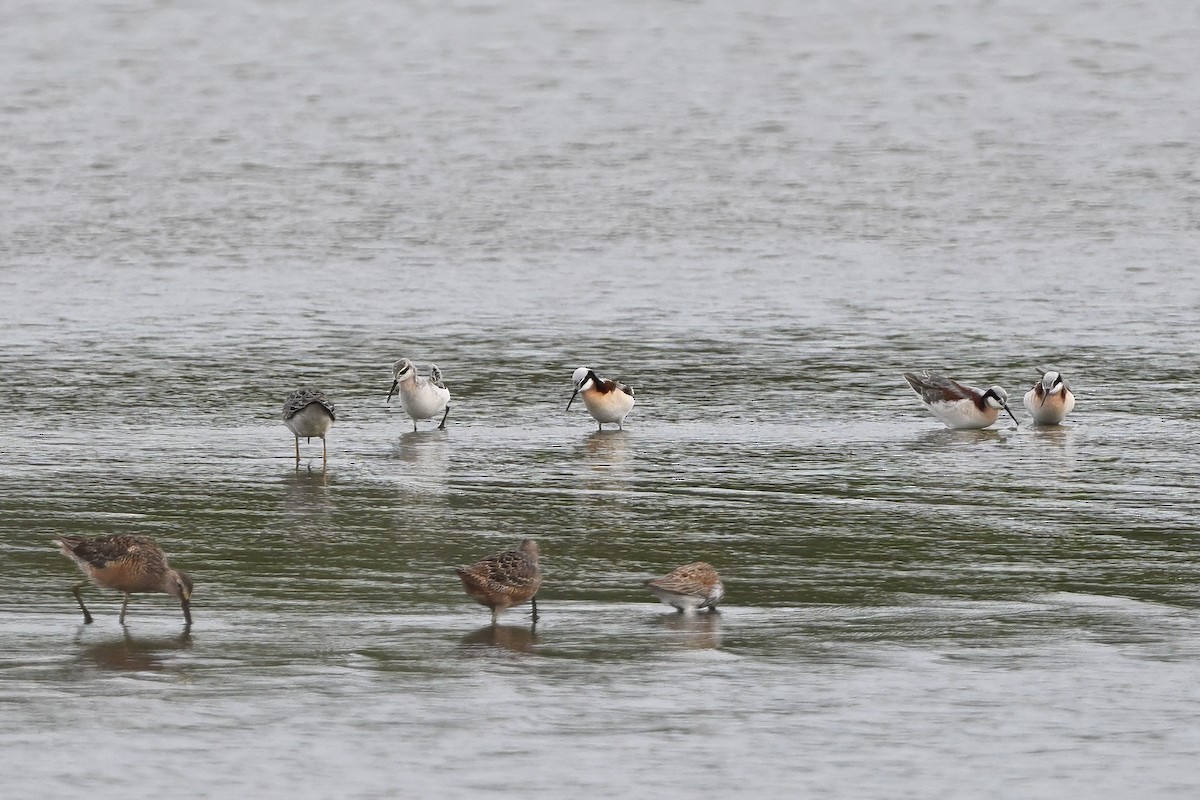 Wilson's Phalarope - ML618258943