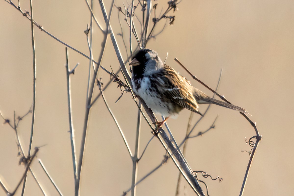 Harris's Sparrow - ML618258944