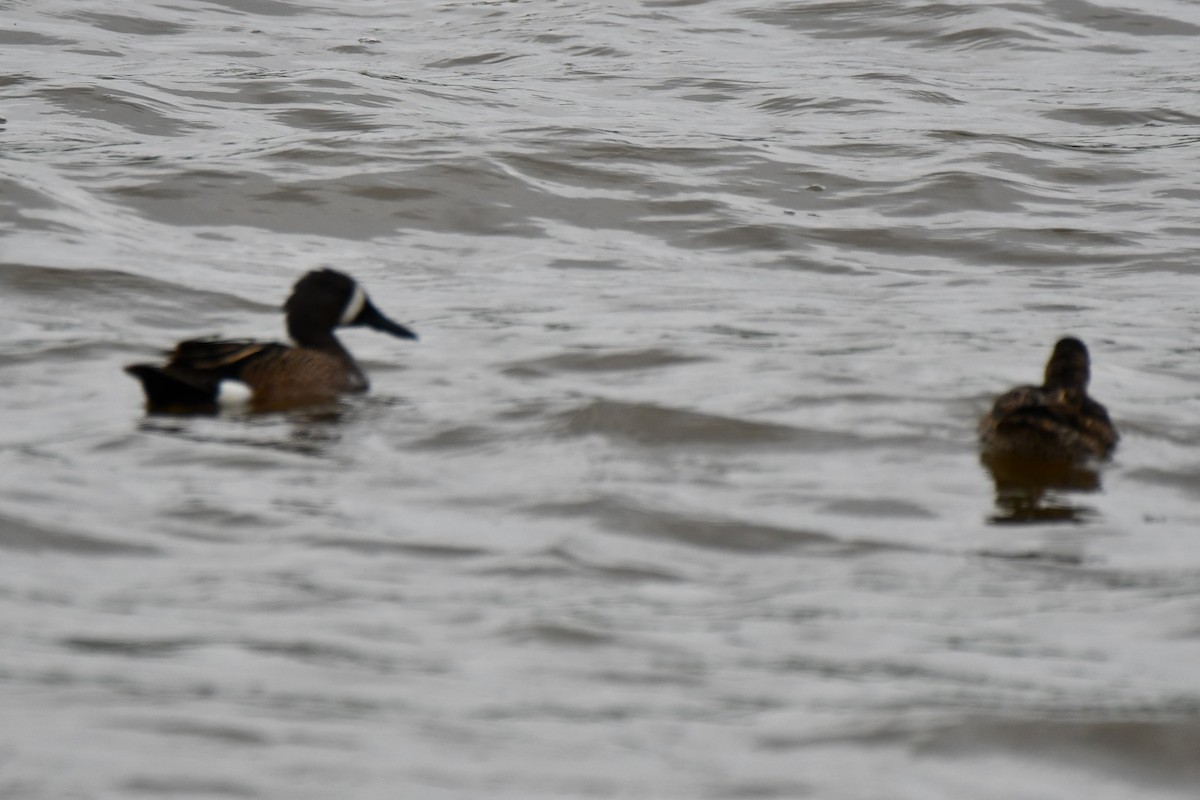 Blue-winged Teal - ML618258948