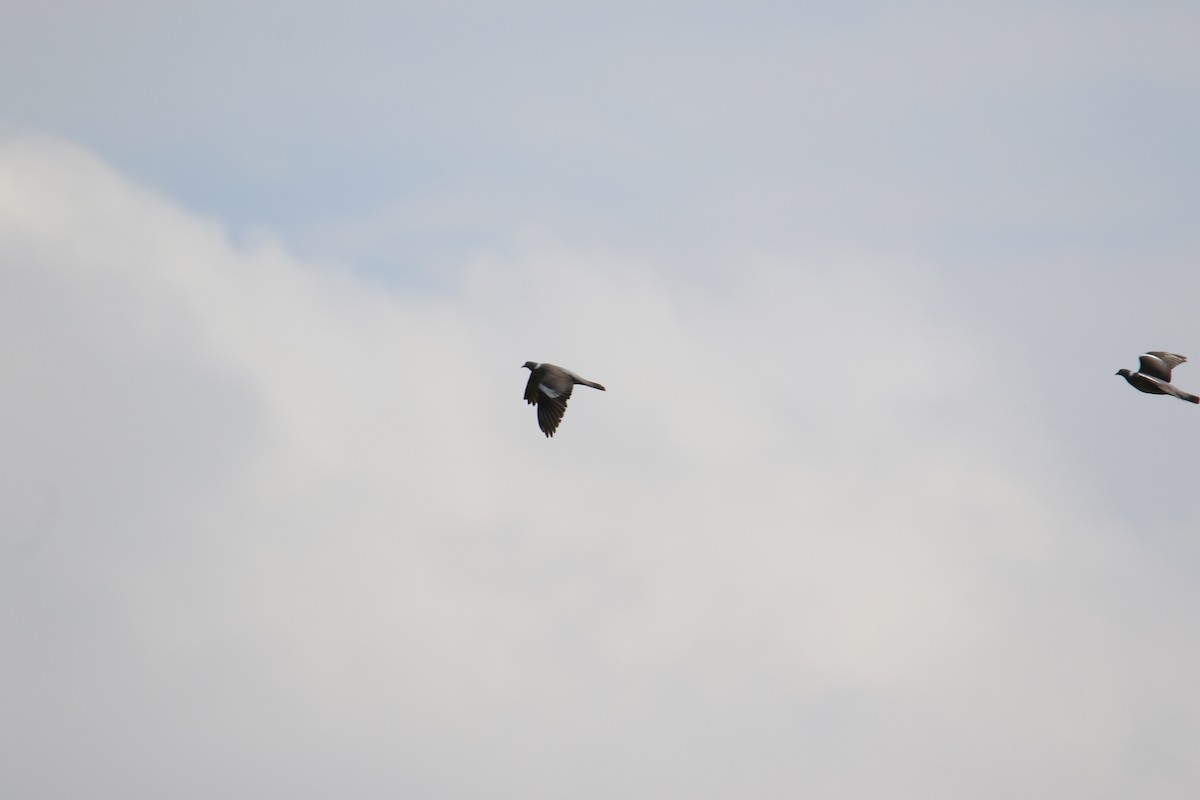 Common Wood-Pigeon - Kuang-Ping Yu