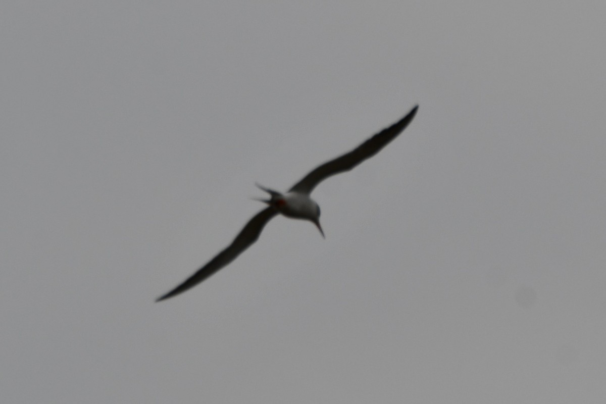 Forster's Tern - ML618258978