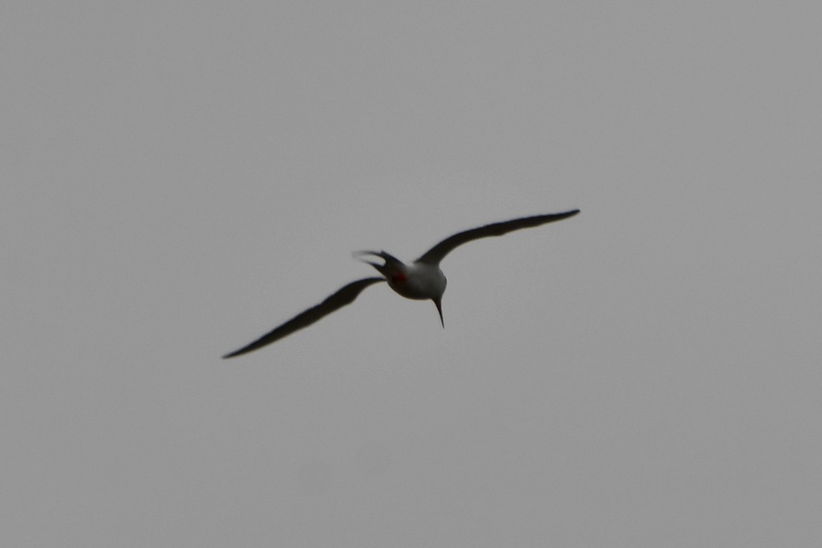 Forster's Tern - ML618258979