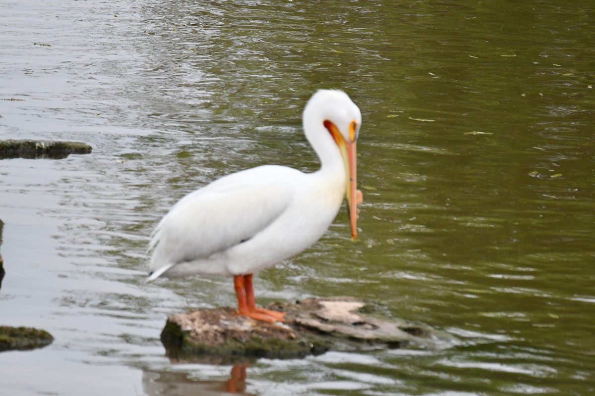 American White Pelican - Carmen Ricer