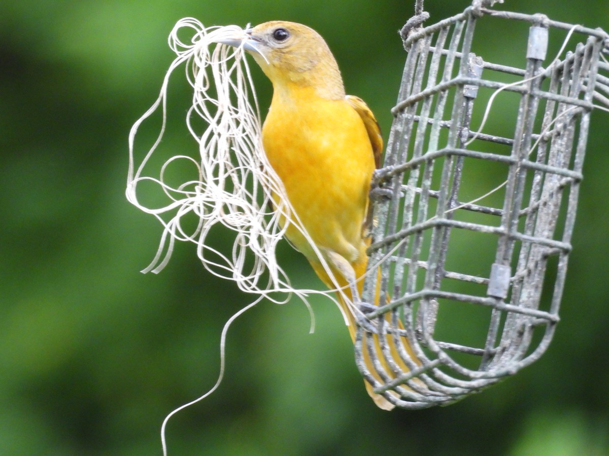 Baltimore Oriole - Todd Leatherman