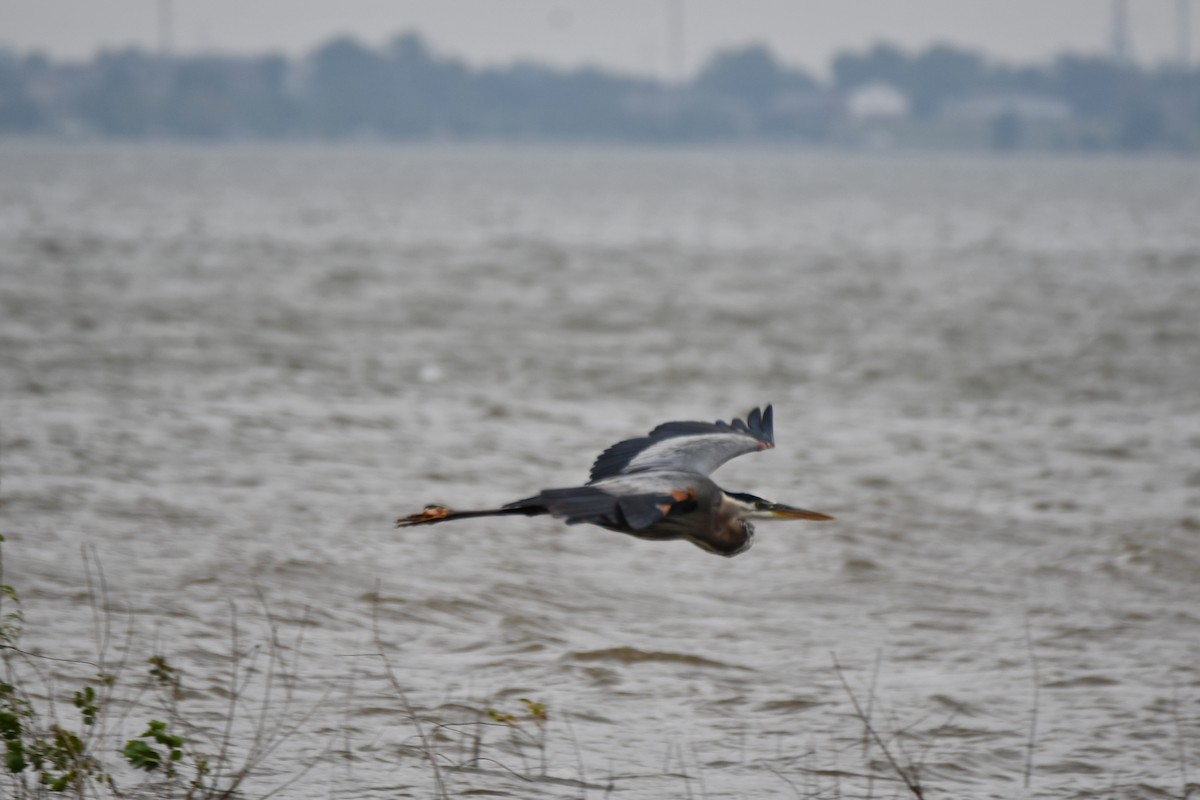 Great Blue Heron - Carmen Ricer