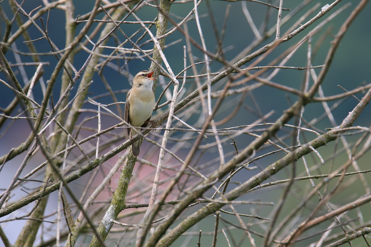 Sedge Warbler - Kuang-Ping Yu