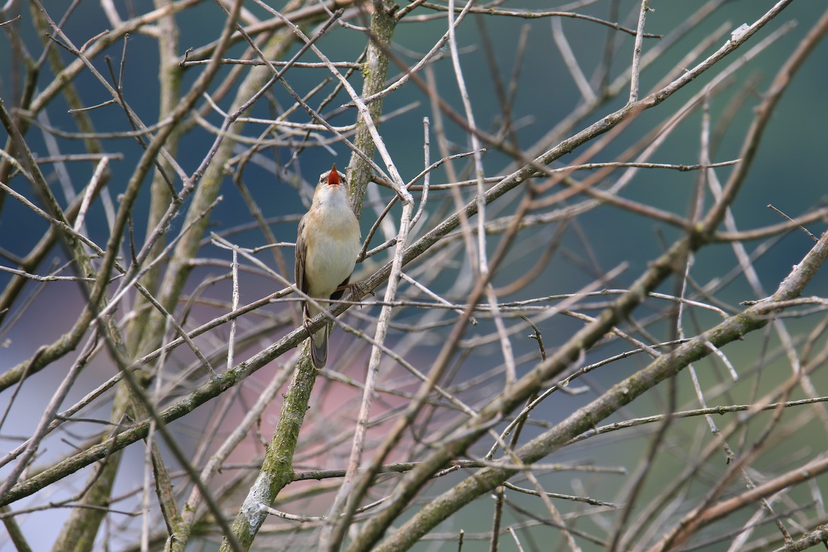 Sedge Warbler - Kuang-Ping Yu