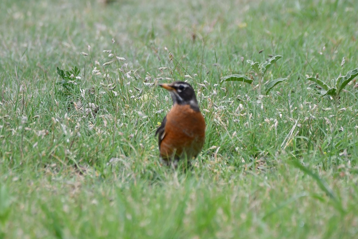 American Robin - Carmen Ricer