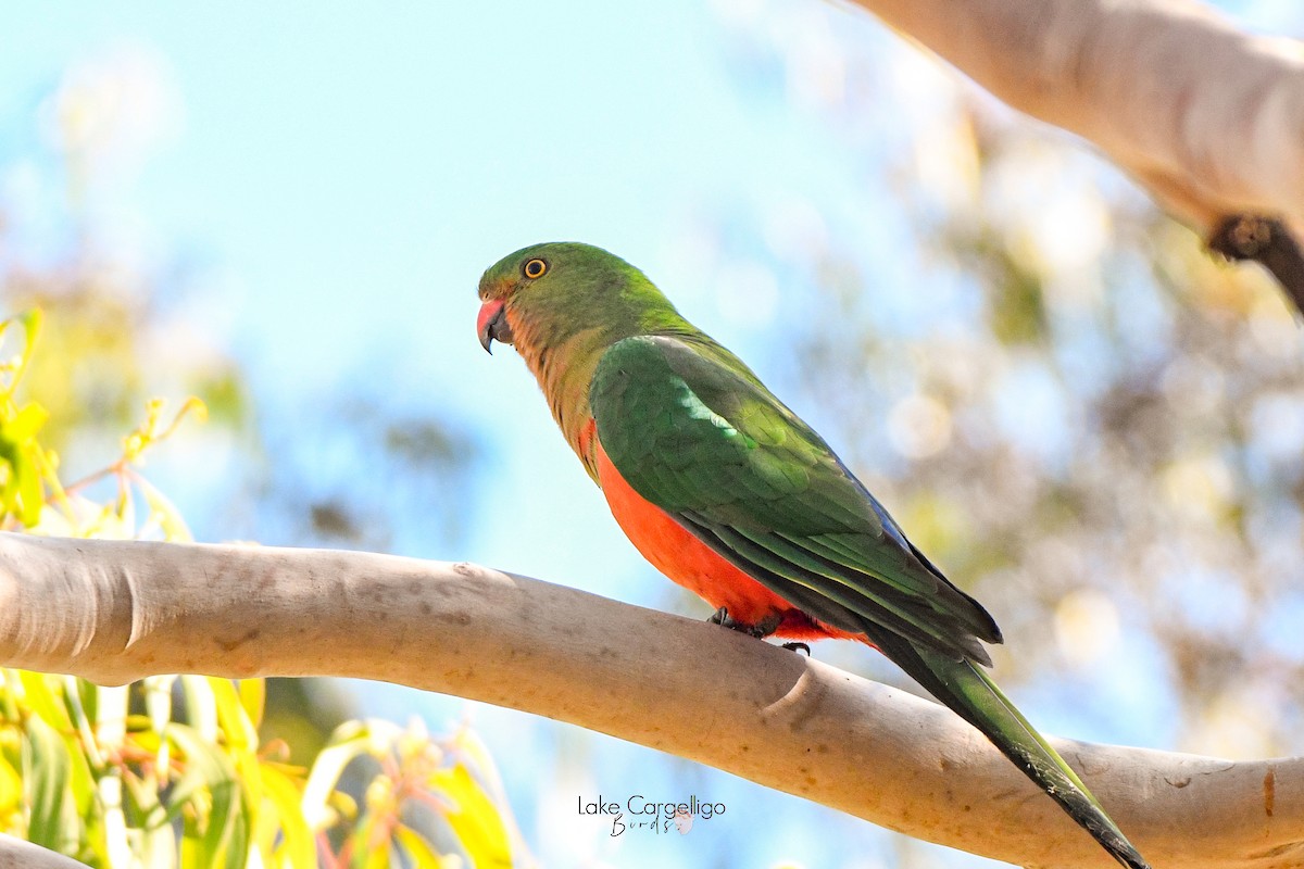 Avustralya Kral Papağanı - ML618259028