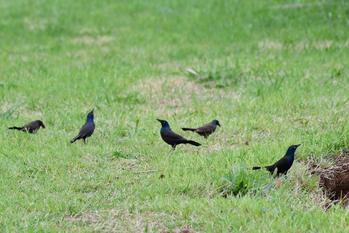 Common Grackle - Carmen Ricer