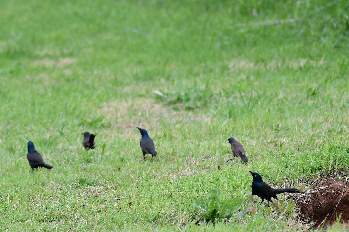 Common Grackle - Carmen Ricer