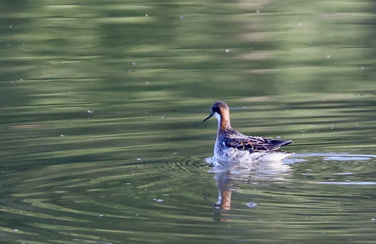 Red-necked Phalarope - Pelin Karaca